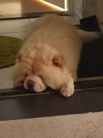 Chow chow dekreu., Particulier, Rabiës (hondsdolheid), 3 tot 5 jaar, Buitenland