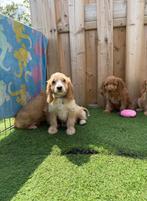 Kruising poedel pups ,Cockapoo,cavapoo 💖💖💖, België, Rabiës (hondsdolheid), 15 weken tot 1 jaar, Meerdere