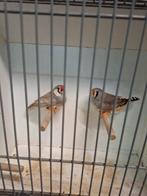 2 koppels zebravinken, Dieren en Toebehoren, Vogels | Overige Vogels, Meerdere dieren, Tropenvogel, Geringd