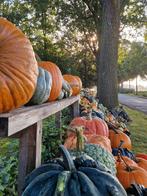 𝑷𝒐𝒎𝒑𝒐𝒆𝒏𝒆𝒏 𝒆𝒏 𝒌𝒂𝒍𝒆𝒃𝒂𝒔𝒔𝒆𝒏 𝒕𝒆 𝒌𝒐𝒐𝒑, Tuin en Terras, Planten | Tuinplanten, Ophalen of Verzenden, Overige soorten