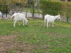 2 mooie witte melkgeiten, Dieren en Toebehoren, Schapen, Geiten en Varkens, Geit