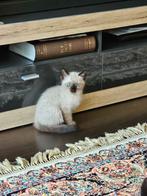 blue point ragdoll Kittens, Dieren en Toebehoren, Katten en Kittens | Raskatten | Langhaar, Meerdere dieren, 0 tot 2 jaar
