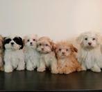 Mooie Boomer pups ShihTzu x Maltezer ️, Nederland, Overige rassen, CDV (hondenziekte), 8 tot 15 weken