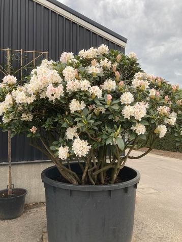Rhododendron cunningham white (oude meerstammige) beschikbaar voor biedingen
