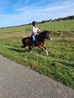 Welsh A merrie, Merrie, Minder dan 160 cm, Gechipt, 7 tot 10 jaar