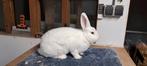 6 witte weners te koop, Dieren en Toebehoren, Meerdere dieren, Middelgroot, 0 tot 2 jaar