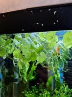 aquarium planten braziliaanse klimop tropische plantjes, Ophalen, Gebruikt, Plant(en), Steen of Hout