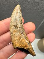 T-Rex Tand Fossiel met Wortel, Ophalen of Verzenden, Fossiel