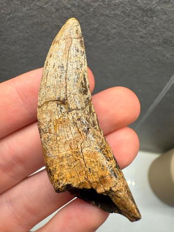 T-Rex Tand Fossiel met Wortel beschikbaar voor biedingen