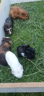 Jonge cavia's, Dieren en Toebehoren, Knaagdieren, Meerdere dieren, Cavia, Na 1 juli 2024, Tam