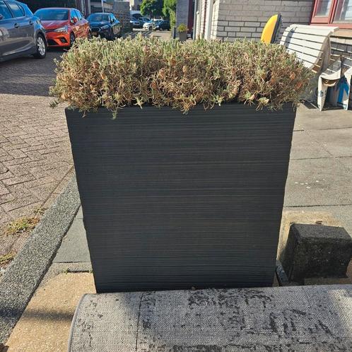 2x hoge plantenbak met lavendel, Tuin en Terras, Bloembakken en Plantenbakken, Gebruikt, Steen, Balkon, Tuin, 60 cm of meer, Minder dan 60 cm