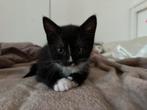 2 lieve kittens (zwart), Dieren en Toebehoren, Katten en Kittens | Overige Katten, Meerdere dieren, 0 tot 2 jaar