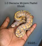 1.0 Banana Mojave Pastel Ghost NK25, Slang, 0 tot 2 jaar