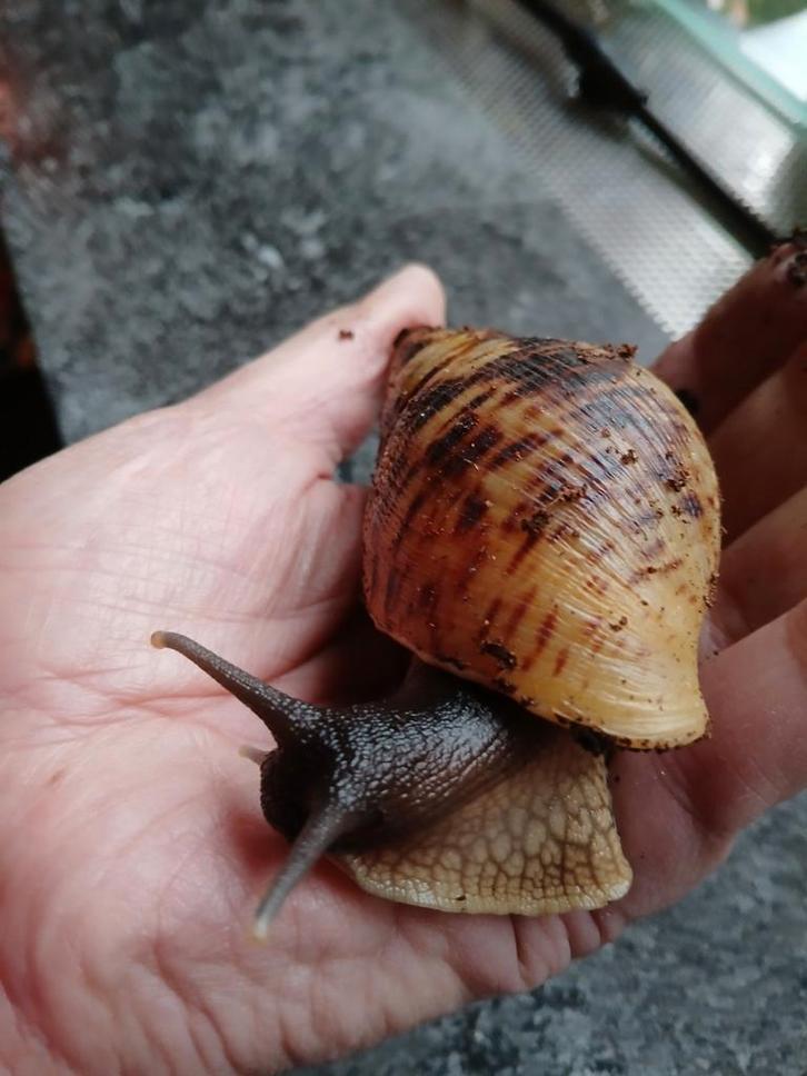 Afrikaanse Agaatslak Reuzenslak, Dieren en Toebehoren, Reptielen en Amfibieën, Amfibie, 0 tot 2 jaar