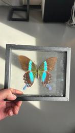 Opgezette vlinder, Huis en Inrichting, Woonaccessoires | Lijsten, Ophalen, Zo goed als nieuw, Hout, Minder dan 50 cm