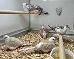 Bonte diamantduifjes, Dieren en Toebehoren, Meerdere dieren