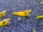 Gele garnalen, Dieren en Toebehoren, Vissen | Aquariumvissen, Kreeft, Krab of Garnaal