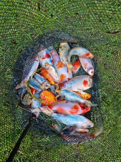 Prachtige Schubinkins Goudvissen sarasa's diverse kleuren !, Dieren en Toebehoren, Vissen | Vijvervissen, Goudvis(sen)