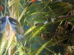 Gourami te koop., Dieren en Toebehoren, Vissen | Aquariumvissen, Vis
