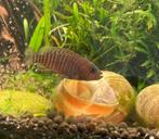 Slakkenhuiscichliden- Lamprologus multifasciatus, Dieren en Toebehoren, Vis