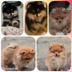 2 Pomeranian reutjes  met NL/FCI stamboom, Dieren en Toebehoren, 15 weken tot 1 jaar, Reu, Meerdere, Nederland