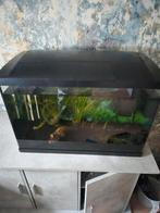60cm aquarium, Dieren en Toebehoren, Vissen | Aquaria en Toebehoren, Ophalen, Gebruikt, Leeg aquarium