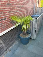 Palmboom in pot, Ophalen, Palm, Halfschaduw, In pot