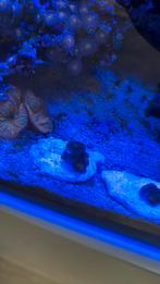 Mooie zoanthus stekjes, Vis