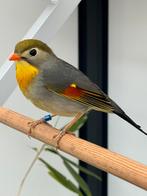 Koppel japanse nachtegaalen, Dieren en Toebehoren, Vogels | Overige Vogels, Meerdere dieren, Tropenvogel