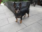 jack russel dekreu, black en tan. Dekreu, Dieren en Toebehoren, Honden | Dekreuen, 6 jaar of ouder, Rabiës (hondsdolheid), Reu