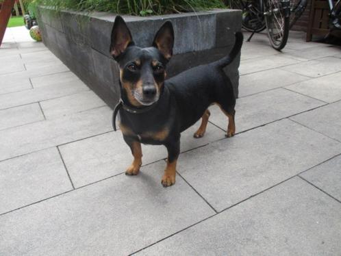 jack russel dekreu, black en tan. Dekreu, Dieren en Toebehoren, Honden | Dekreuen, Reu, Particulier, Eén hond, Nederland, 6 jaar of ouder