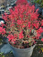 Berberis Thunbergii Ruby Star - Sierheester, Ophalen, Overige soorten, Struik, Minder dan 100 cm