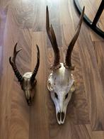 Hertenschedel met hoorns, Verzamelen, Dierenverzamelingen, Ophalen, Nieuw