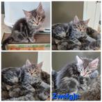 Original Maine Coon kittens, Dieren en Toebehoren, Katten en Kittens | Raskatten | Langhaar, Kater, Gechipt, 0 tot 2 jaar