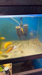 10/15 mbunas mooi groepje, Dieren en Toebehoren, Vissen | Aquariumvissen, Vis