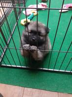 Wolfgrijze keeshond, Dieren en Toebehoren, Honden | Poolhonden, Keeshonden en Oertypen, CDV (hondenziekte), Keeshond, 8 tot 15 weken