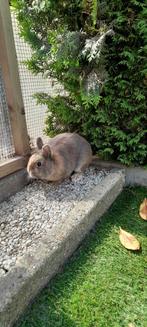 Prachtige dwerg konijntjes rammetjes, Dieren en Toebehoren, Konijnen, Mannelijk, Dwerg