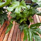 Fatsia Japonica, Tuin en Terras, Planten | Tuinplanten, Ophalen, Overige soorten, Halfschaduw