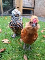 Baardkriel haan porselein, Dieren en Toebehoren, Mannelijk, Kip