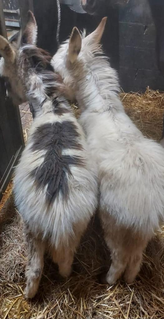 ️🫏❤️Mini ezeltjes️🫏💙klein🫶, Dieren en Toebehoren, Overige Dieren, Mannelijk, April