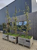 oude perenboom, Tuin en Terras, Planten | Bomen, Ophalen, Halfschaduw, Overige soorten
