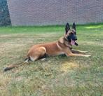 Herder reu 9 maanden, Parvo, 15 weken tot 1 jaar, Reu, Eén hond