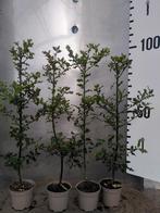 Ilex aquifolium – Groenblijvende hulst potgekweekt - inheems, Ophalen of Verzenden, Hulst, Struik, 100 tot 250 cm