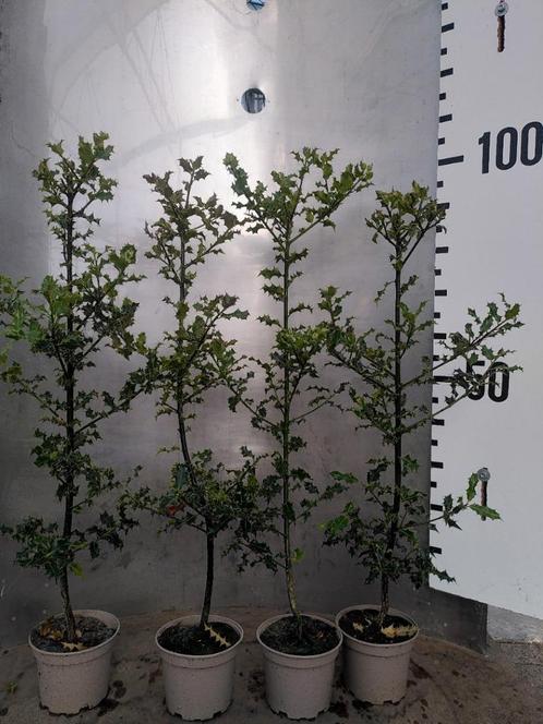 Ilex aquifolium – Groenblijvende hulst potgekweekt - inheems, Tuin en Terras, Planten | Struiken en Hagen, Struik, Hulst, 100 tot 250 cm