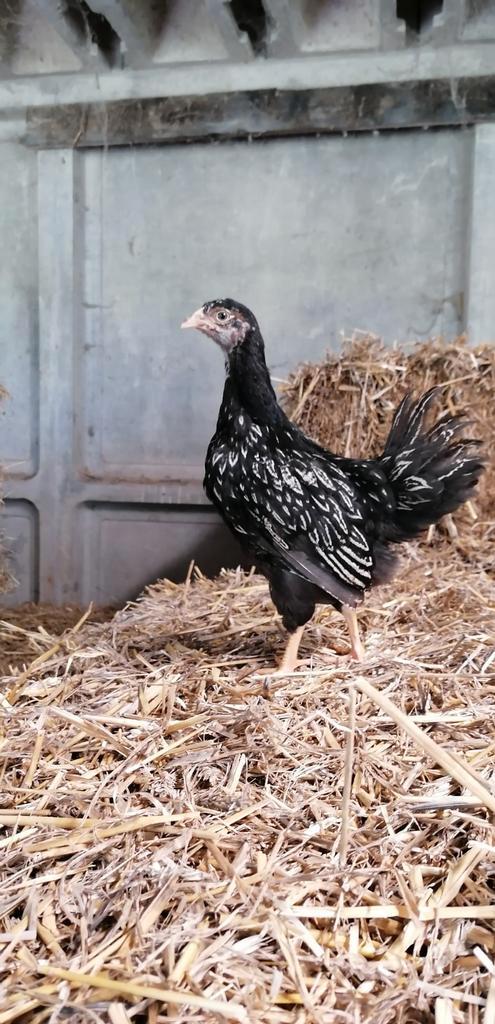 Prachtige Barnevelder kriel hennen zilvergezoomd, Dieren en Toebehoren, Pluimvee, Kip, Vrouwelijk