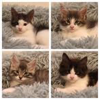 Maine Coon kruising kittens zoeken een gouden mandje, Dieren en Toebehoren, Katten en Kittens | Raskatten | Langhaar, Meerdere dieren