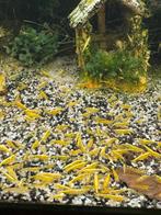 Yellow Neon Fire (gele) garnalen HQ | Neocaridina, Dieren en Toebehoren, Vissen | Aquariumvissen, Kreeft, Krab of Garnaal, Zoetwatervis