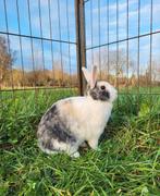 Kelly zoekt een huisje! (Gevaccineerd), Dieren en Toebehoren, Konijnen, Vrouwelijk, Klein, 3 tot 5 jaar