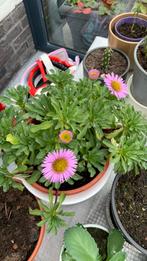 Vaste tuinplant met pot €7, Tuin en Terras, Planten | Tuinplanten, Ophalen, Overige soorten, Halfschaduw