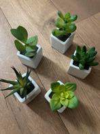 ASA Germany plastic plantjes nep vetplantjes succulents, Nieuw, Binnen, Ophalen of Verzenden